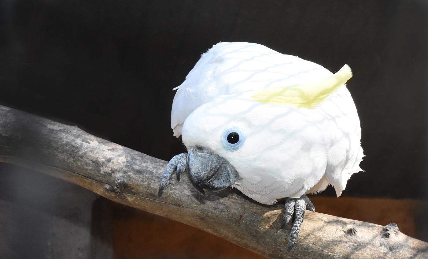 Triton sulphur-crested cockatoo