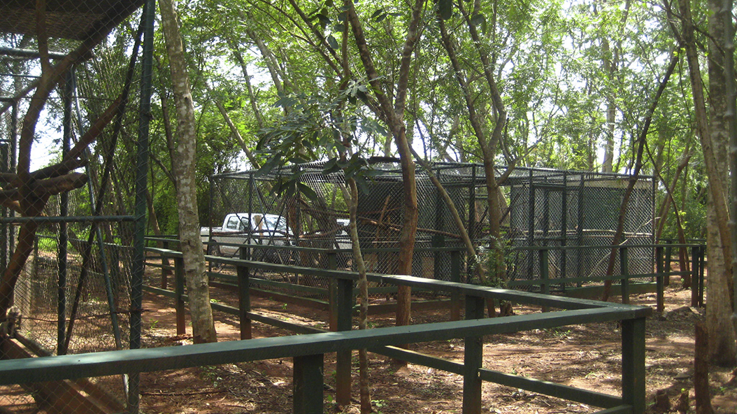 Mangabey - Zoo Barcelona