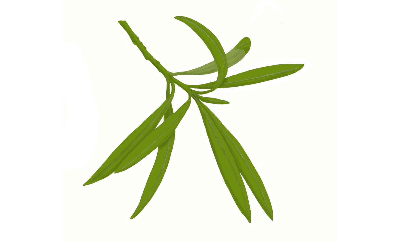 Podocarpo hojas de aldelfa