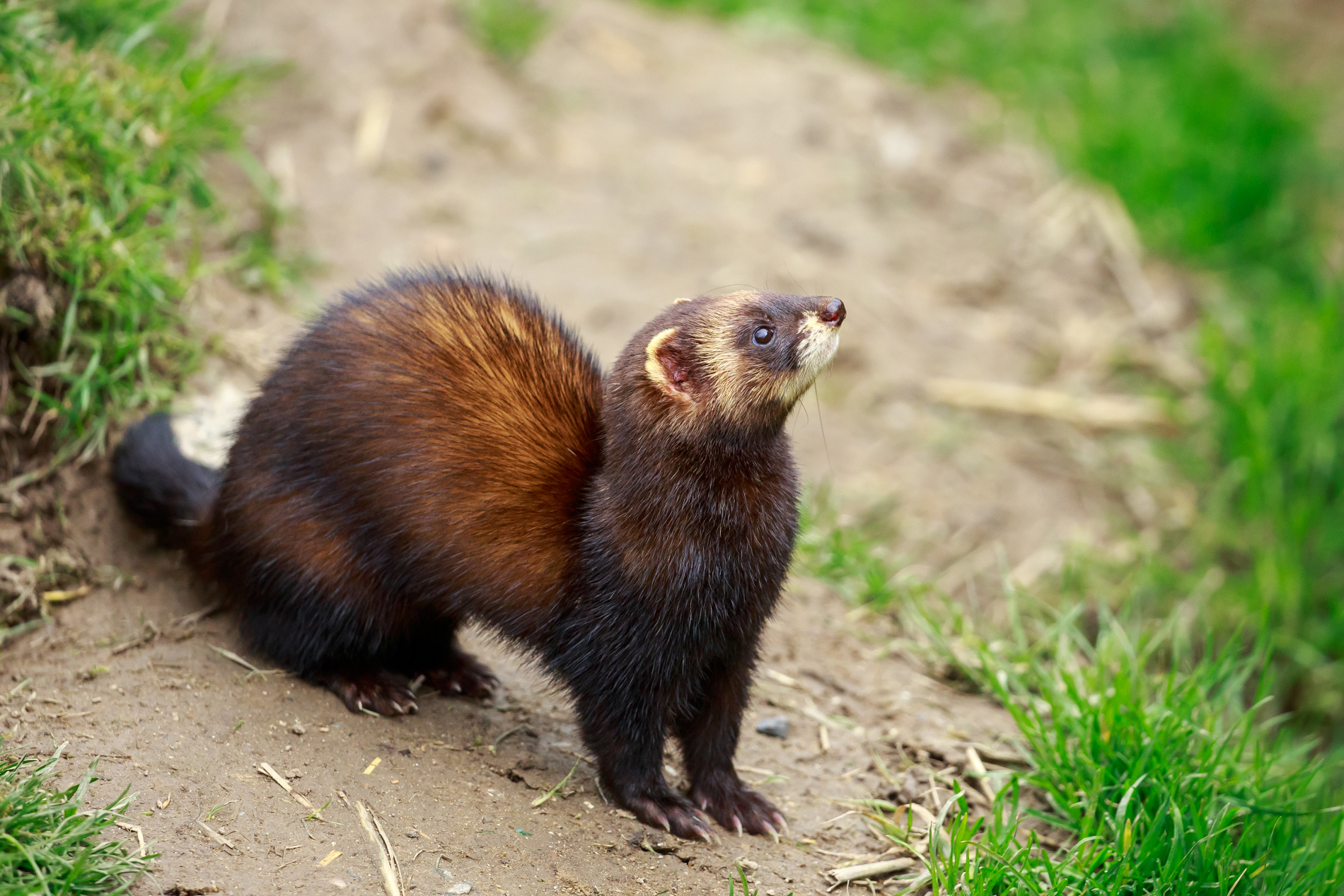 Recovering the European polecat | Drupal