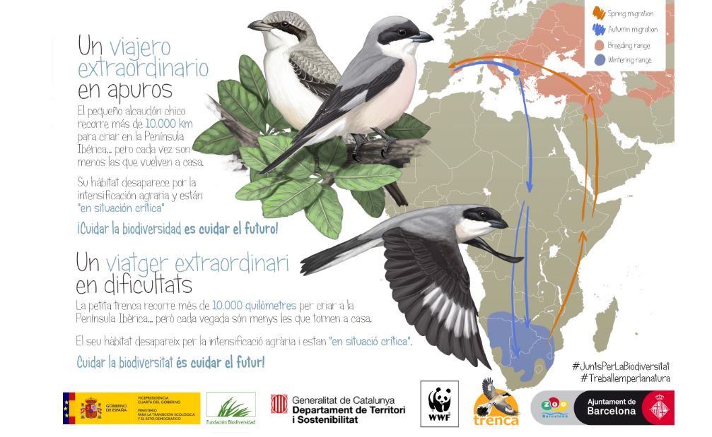 Dia Mundial de les aus migratòries