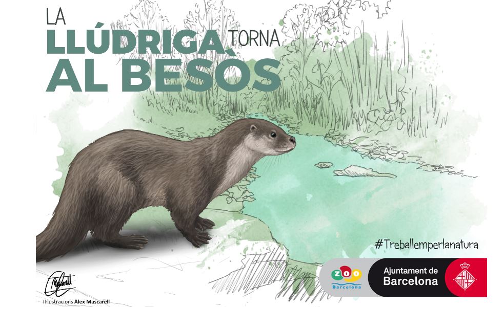 The otter Returns to the Besòs