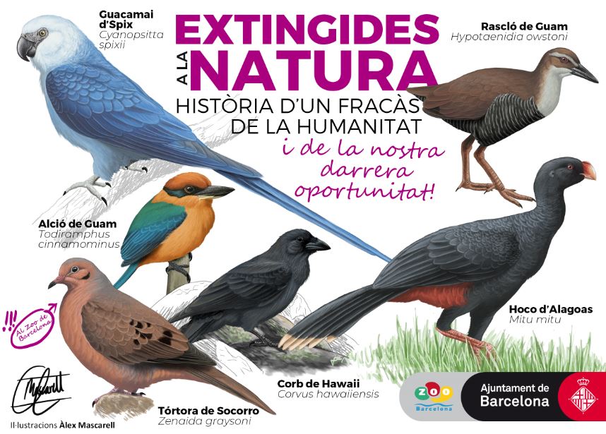 Aves extinguidas en la naturaleza