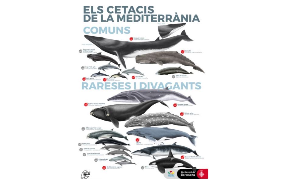 Cetaceans of the Mediterranean