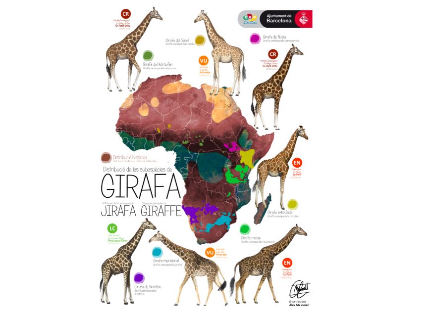 Dia Mundial de la Girafa