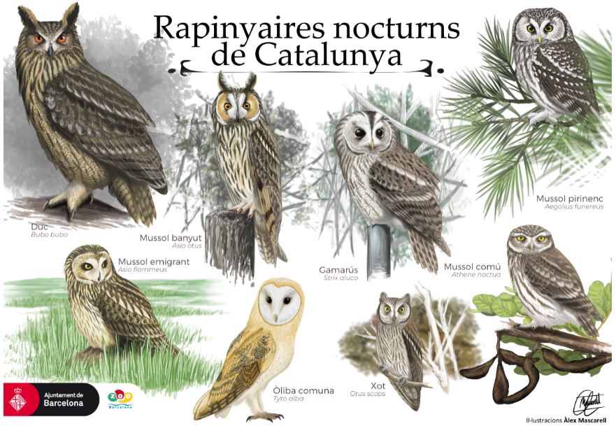 Night birds of prey in Catalonia