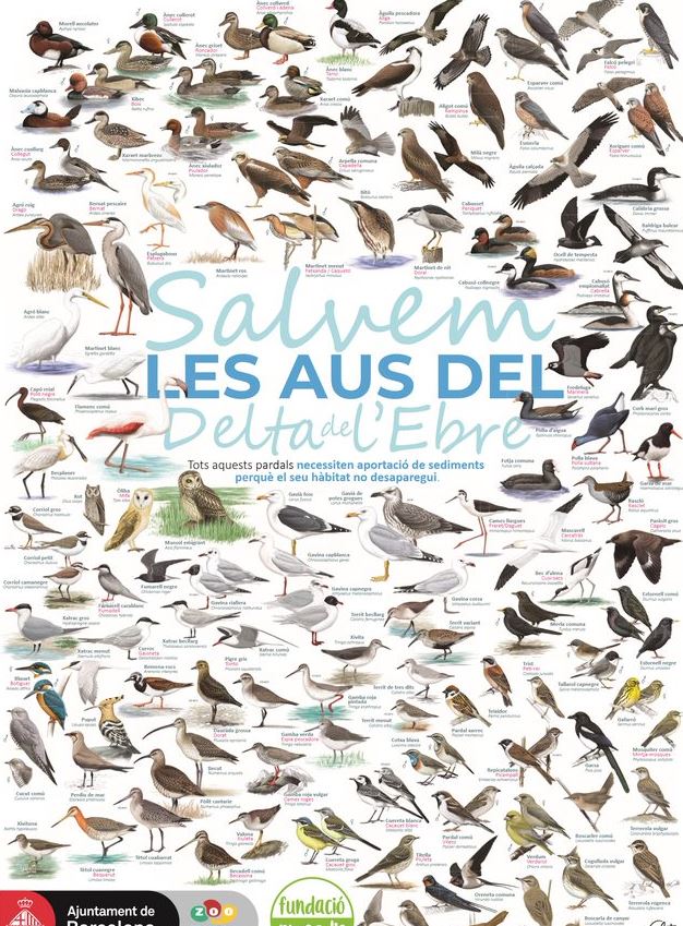 Let's save the birds of the Ebre Delta