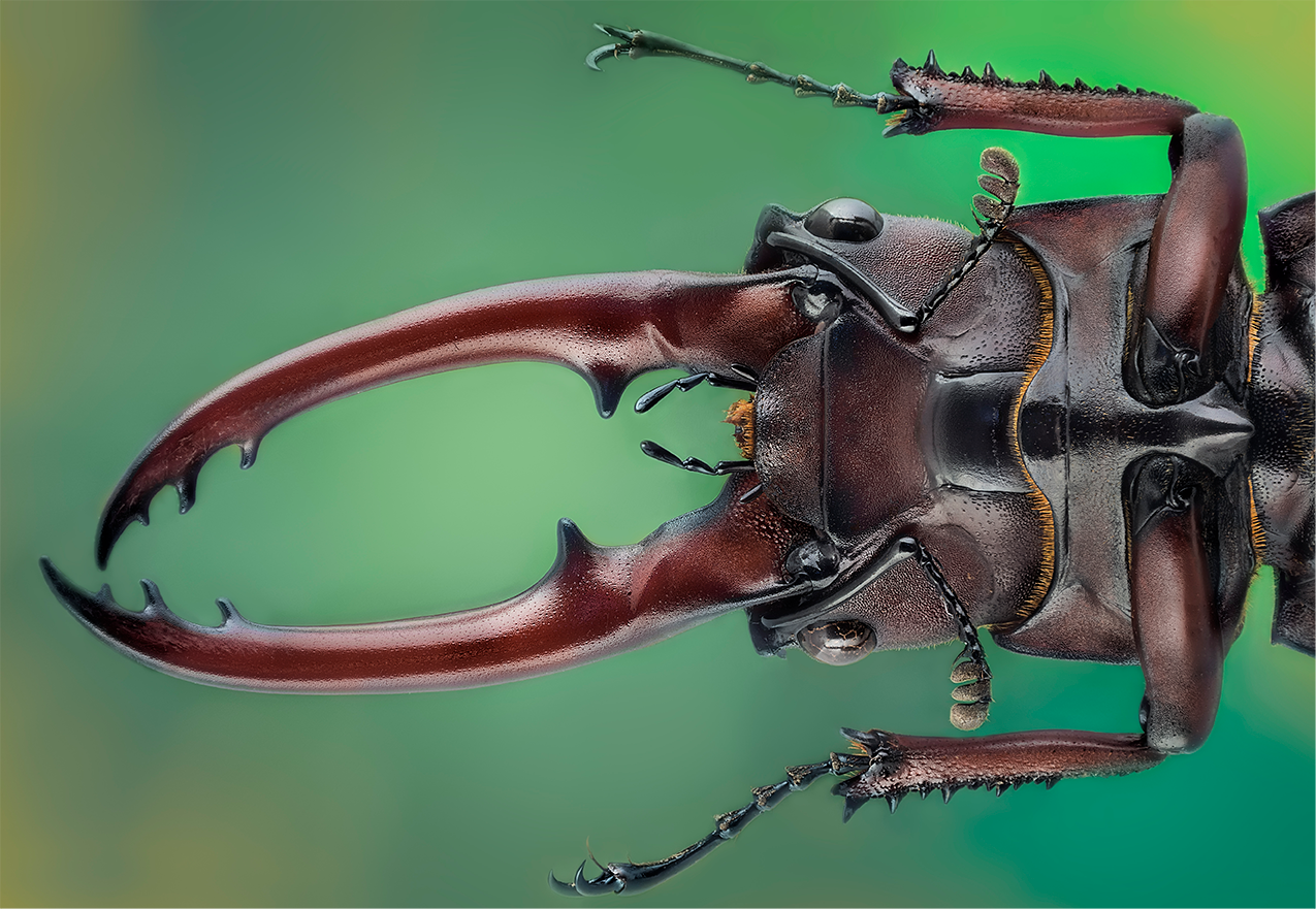 Escanyapolls2