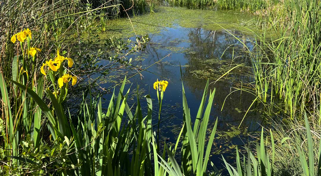 bassa