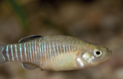 fartet