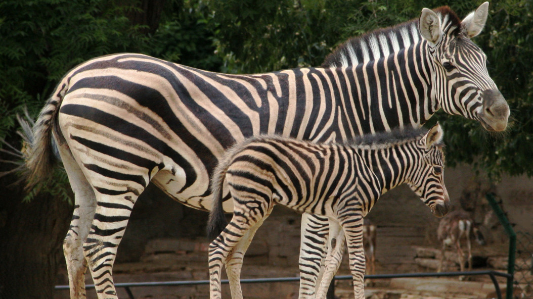 Zoo Barcelona