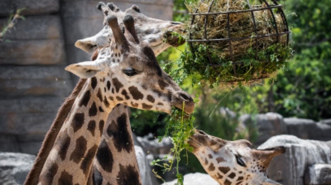 Zoo Barcelona