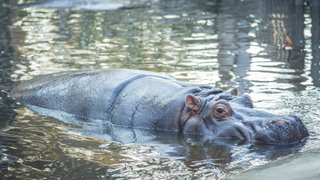 Encuentros con cuidadores - Hipopótamos