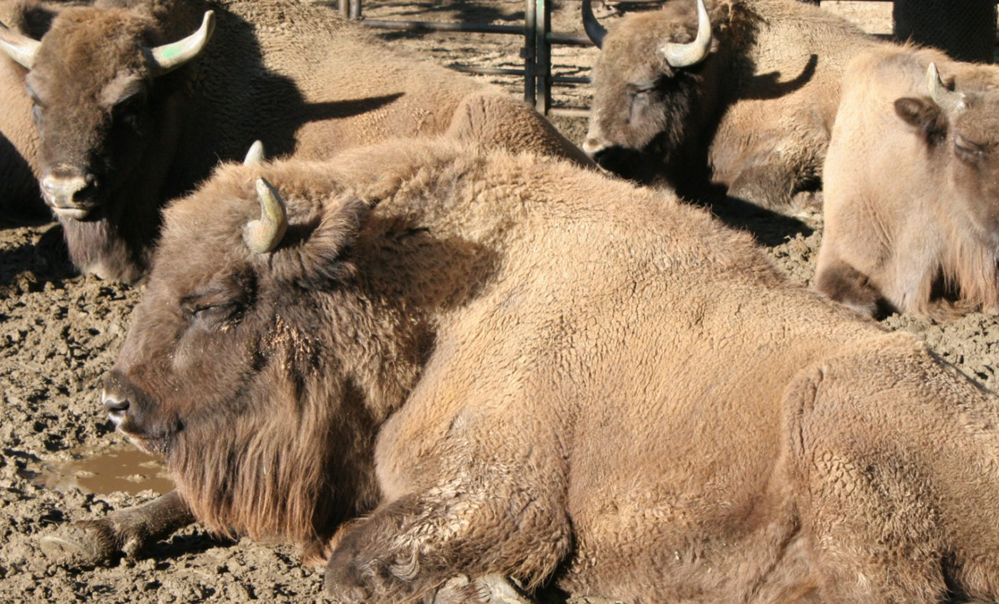 Encounters with keepers - bison