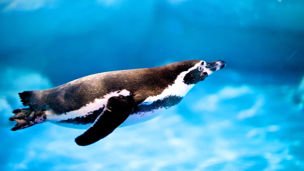 Trobades amb cuidadors – pingüins