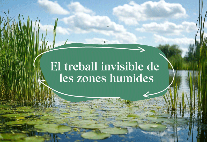 zones humides