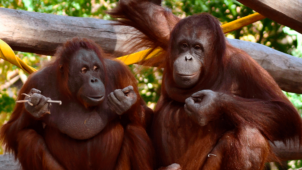 orangutans