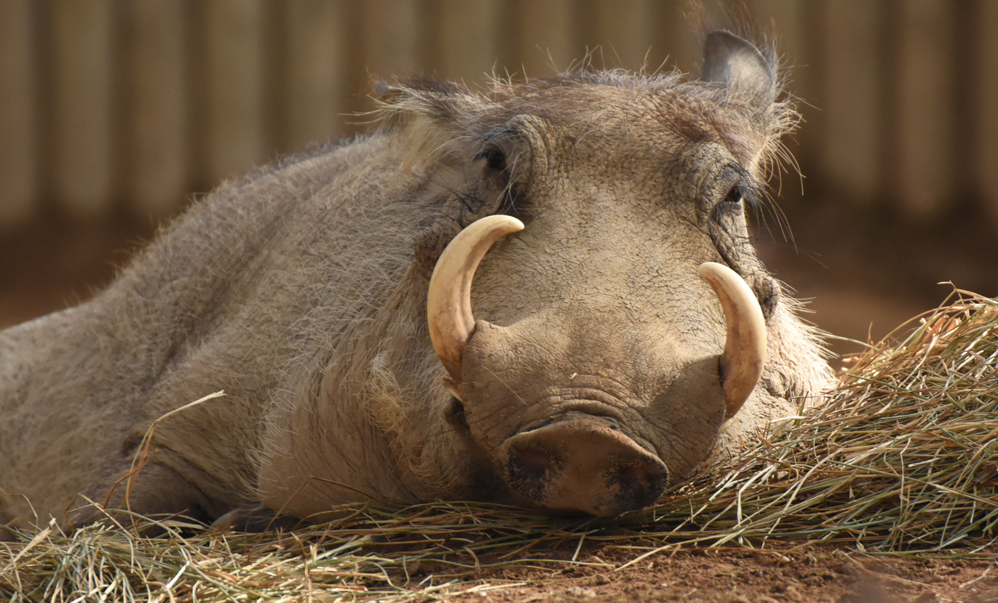Encuentros con cuidadores - Facoquers