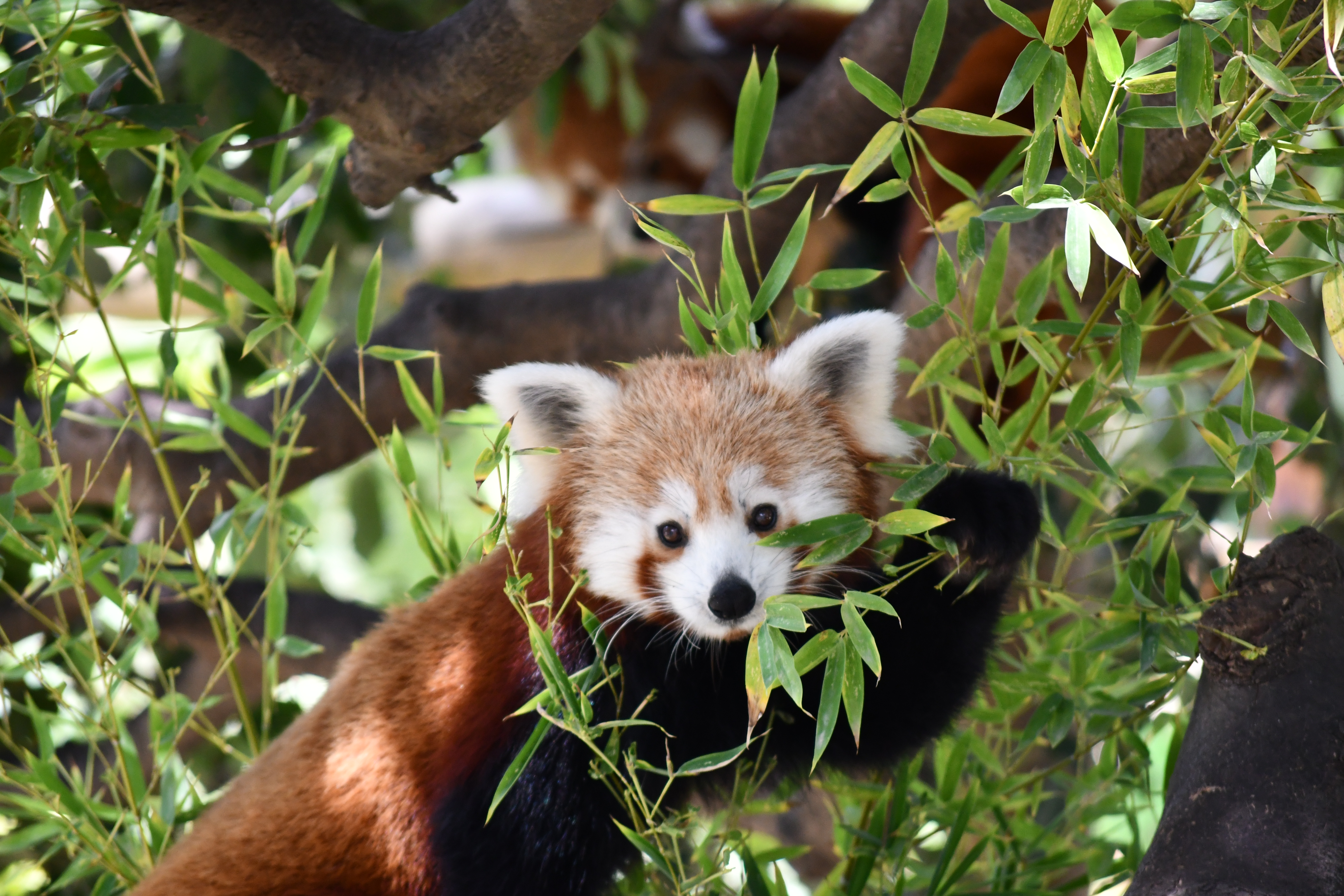 Panda vermell