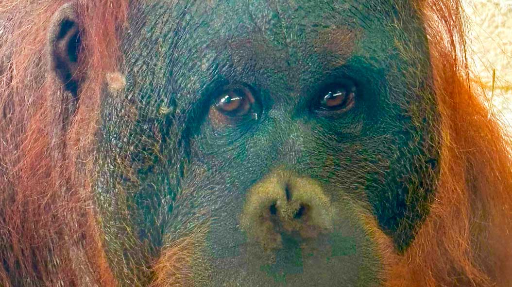 orangutan borneo