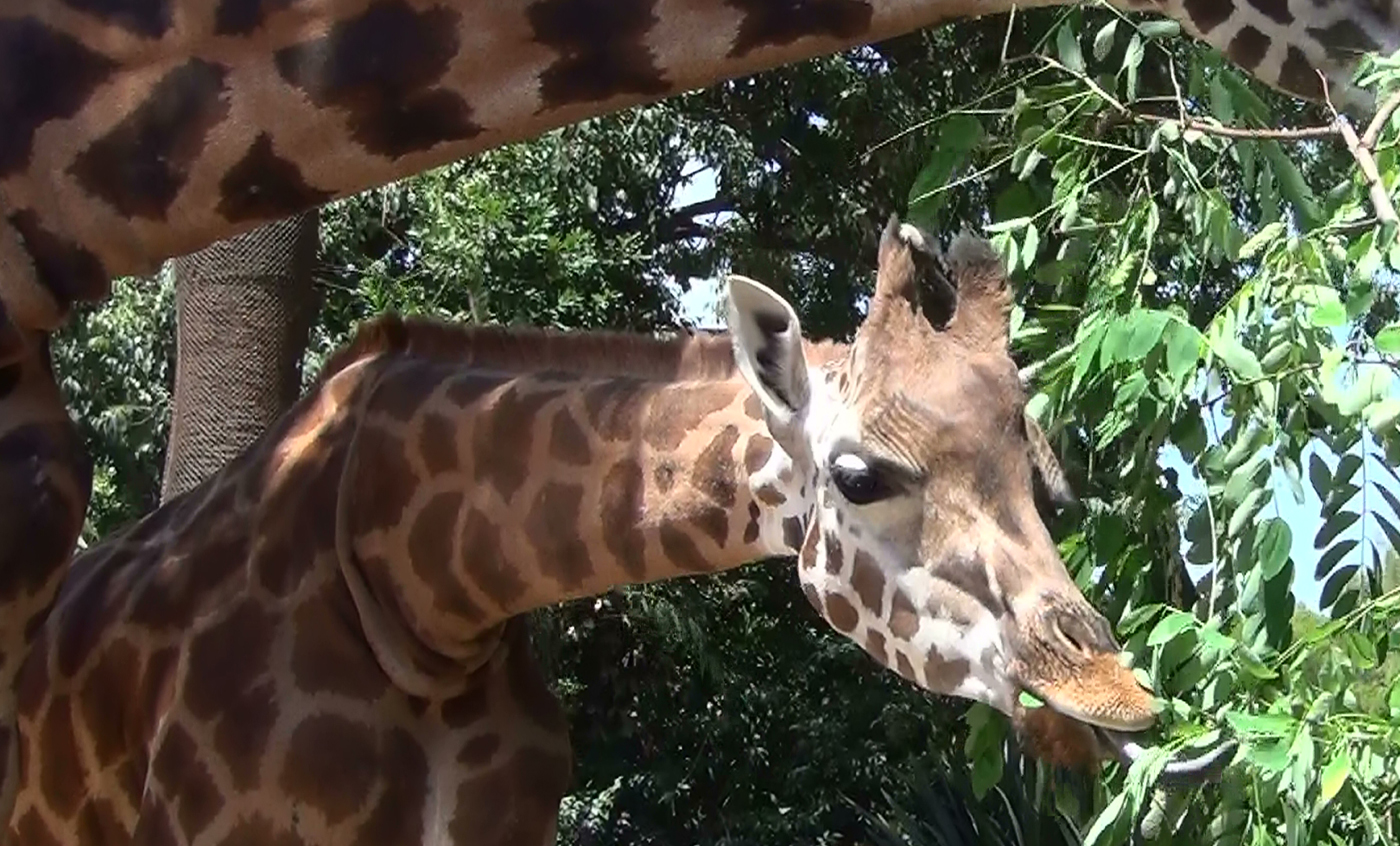 Girafes - Trobades amb cuidadors i cuidadores