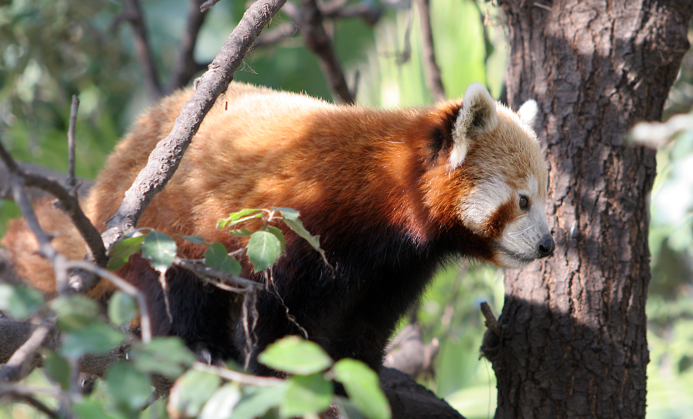 Red panda - Zoo Barcelona