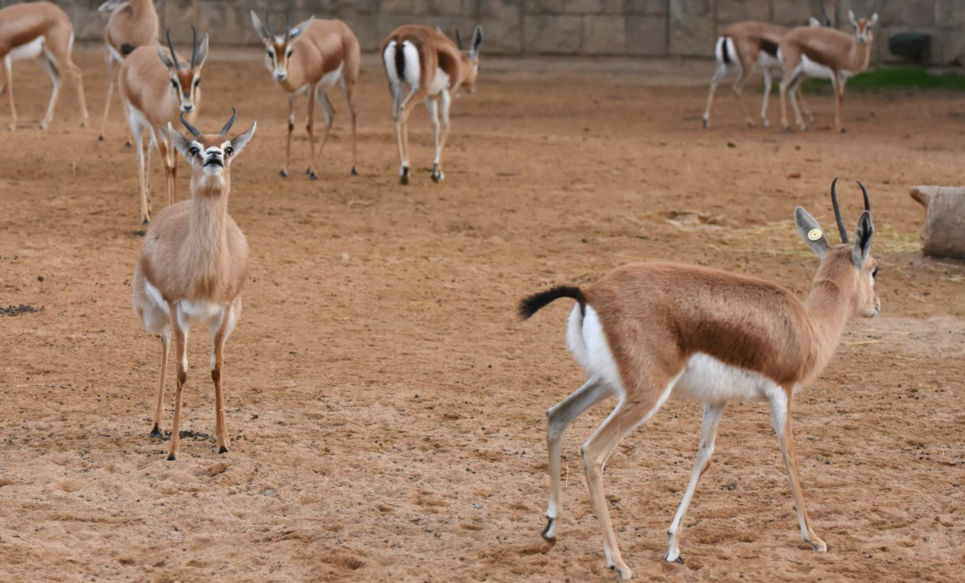 Gazella dorcas osiris