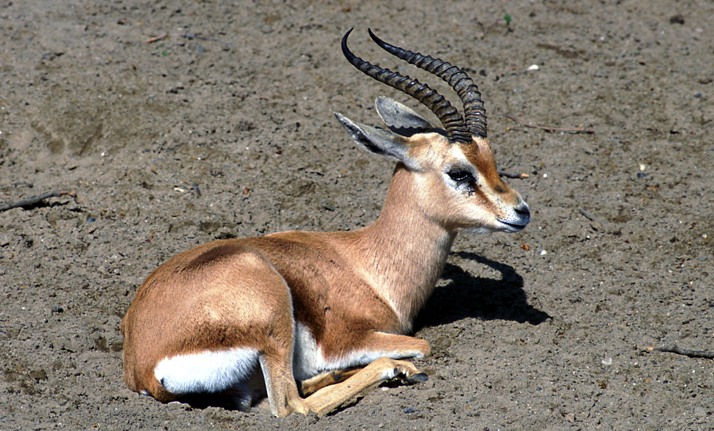 Gasela dorcas sahariana