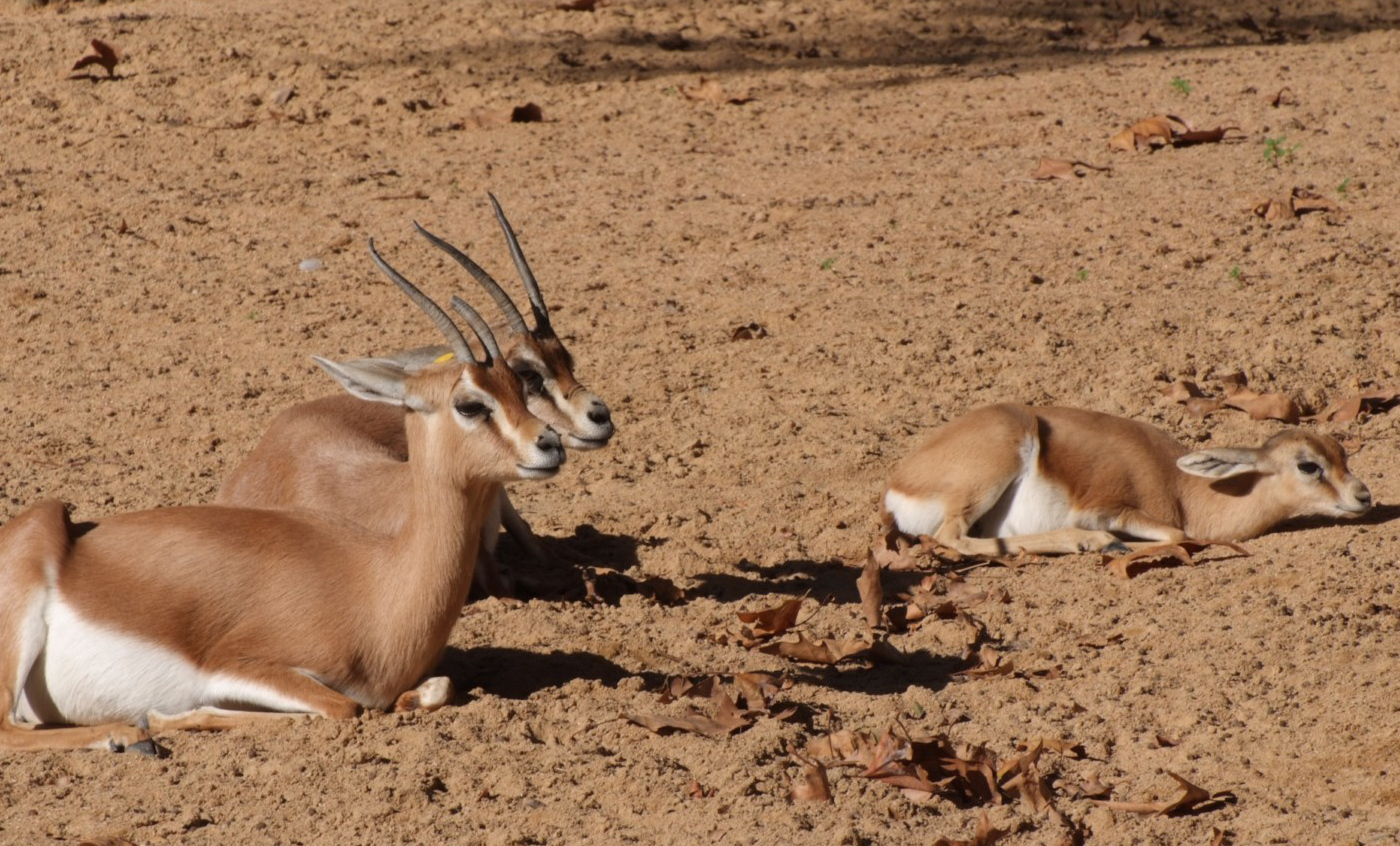 Gazella dorcas osiris