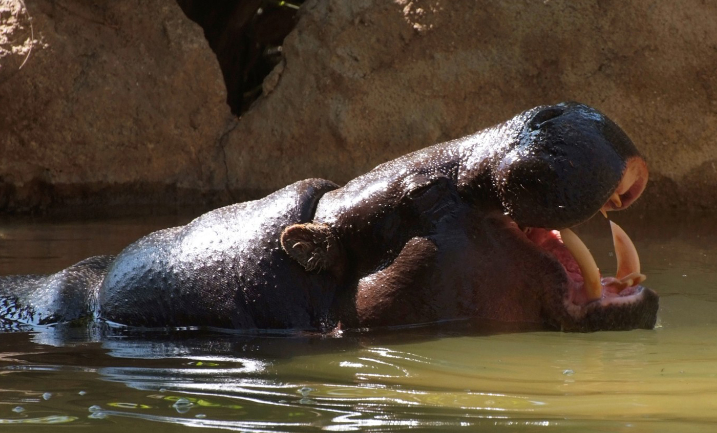 Pygmy hippopotamus