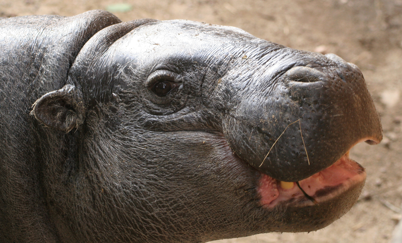 Pygmy hippopotamus