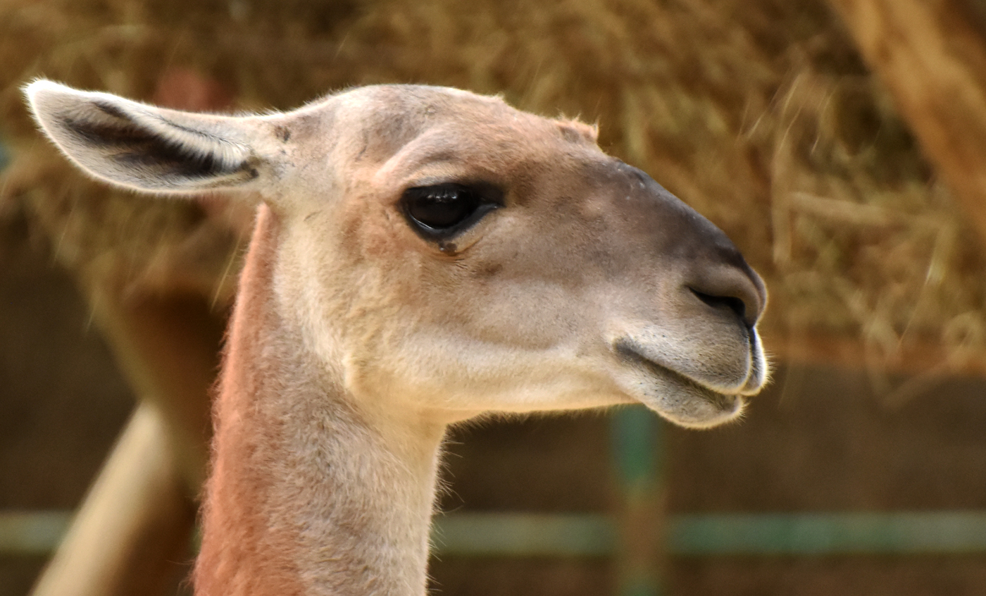 Guanaco