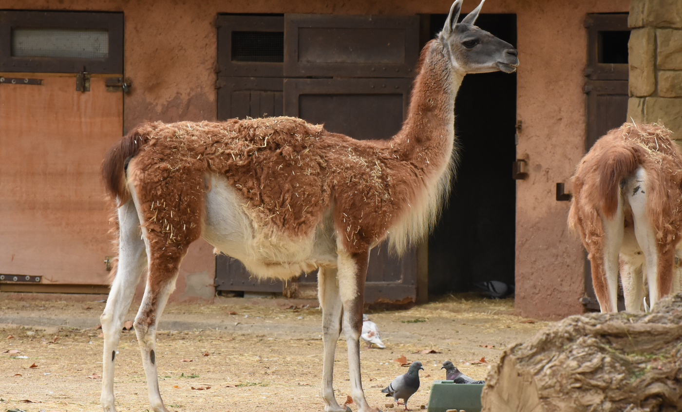 Guanaco