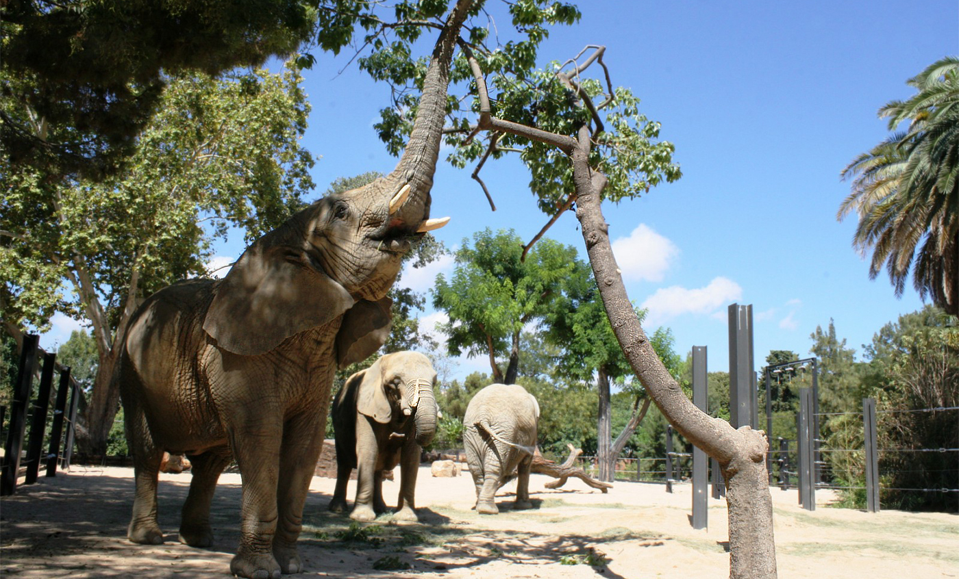 Elefante africano de sabana - Zoo Barcelona