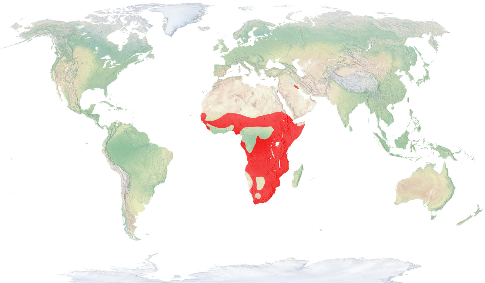 Ibis sagrat africà