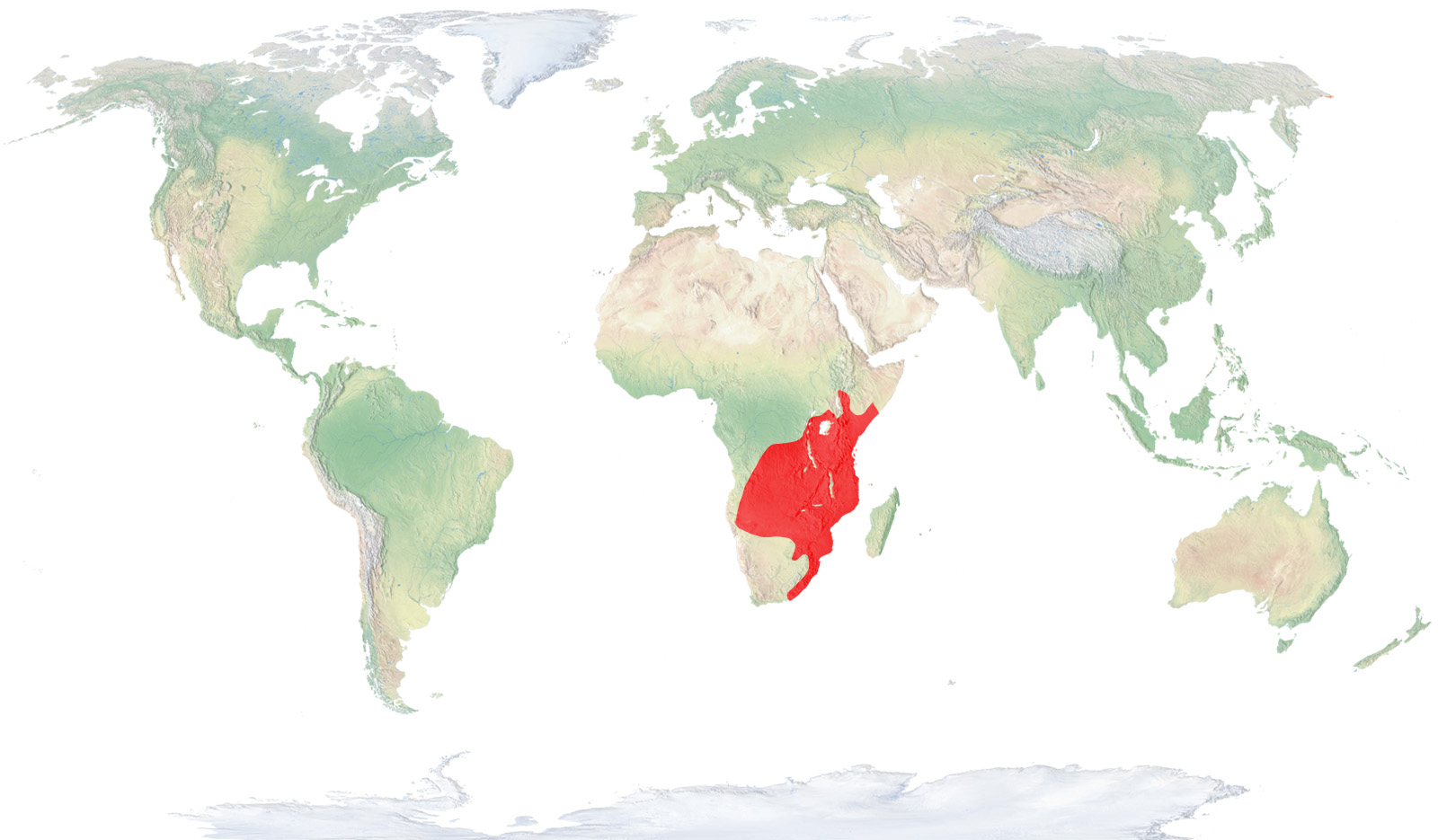 Cálao terrestre meridional