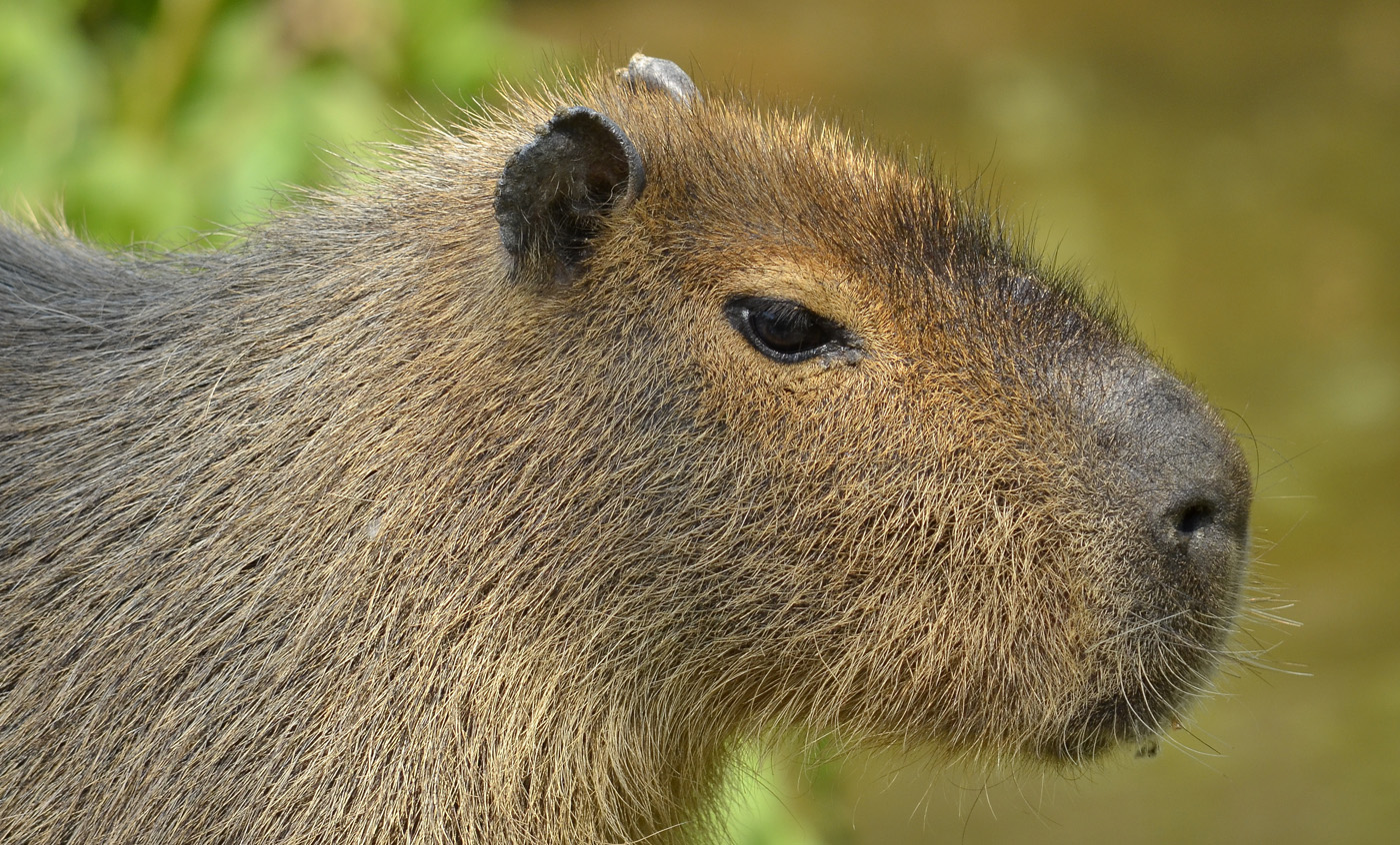 Capybara | Zoo Barcelona