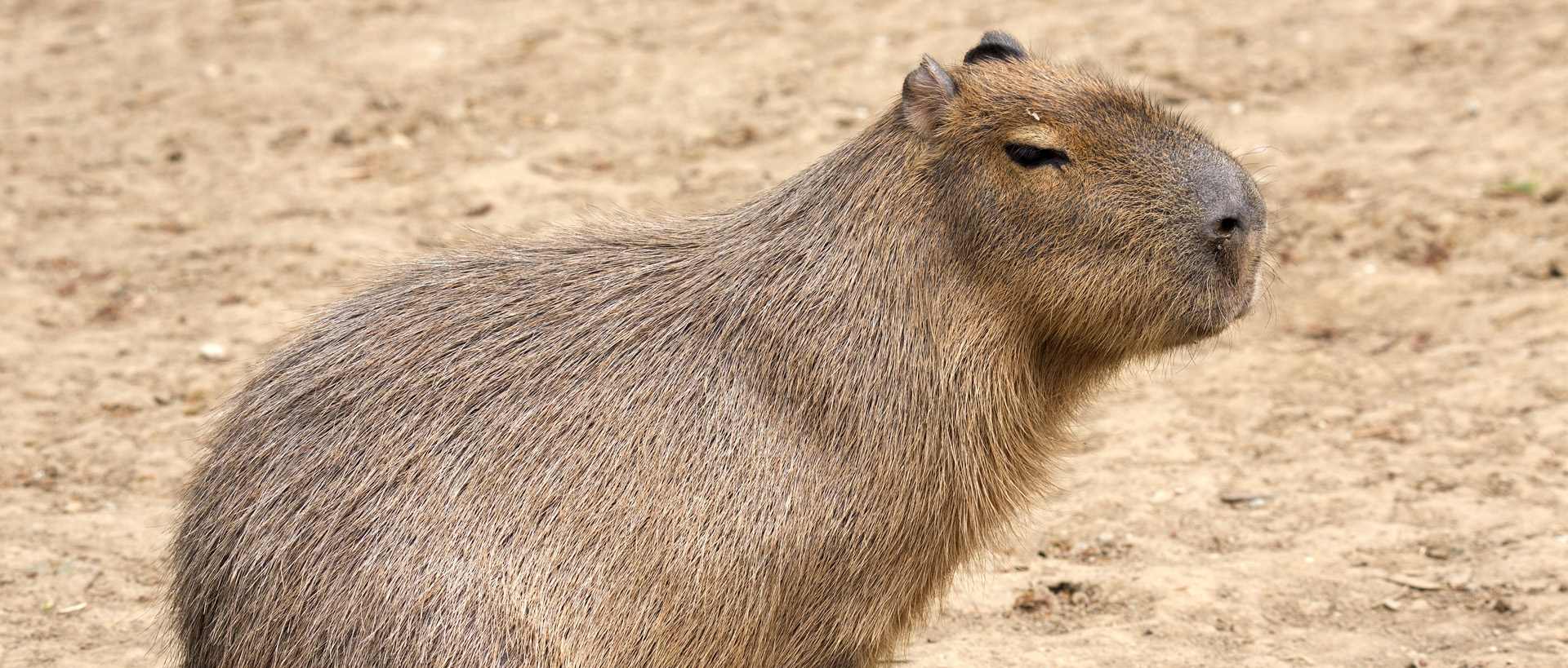 Capibara | Zoo Barcelona
