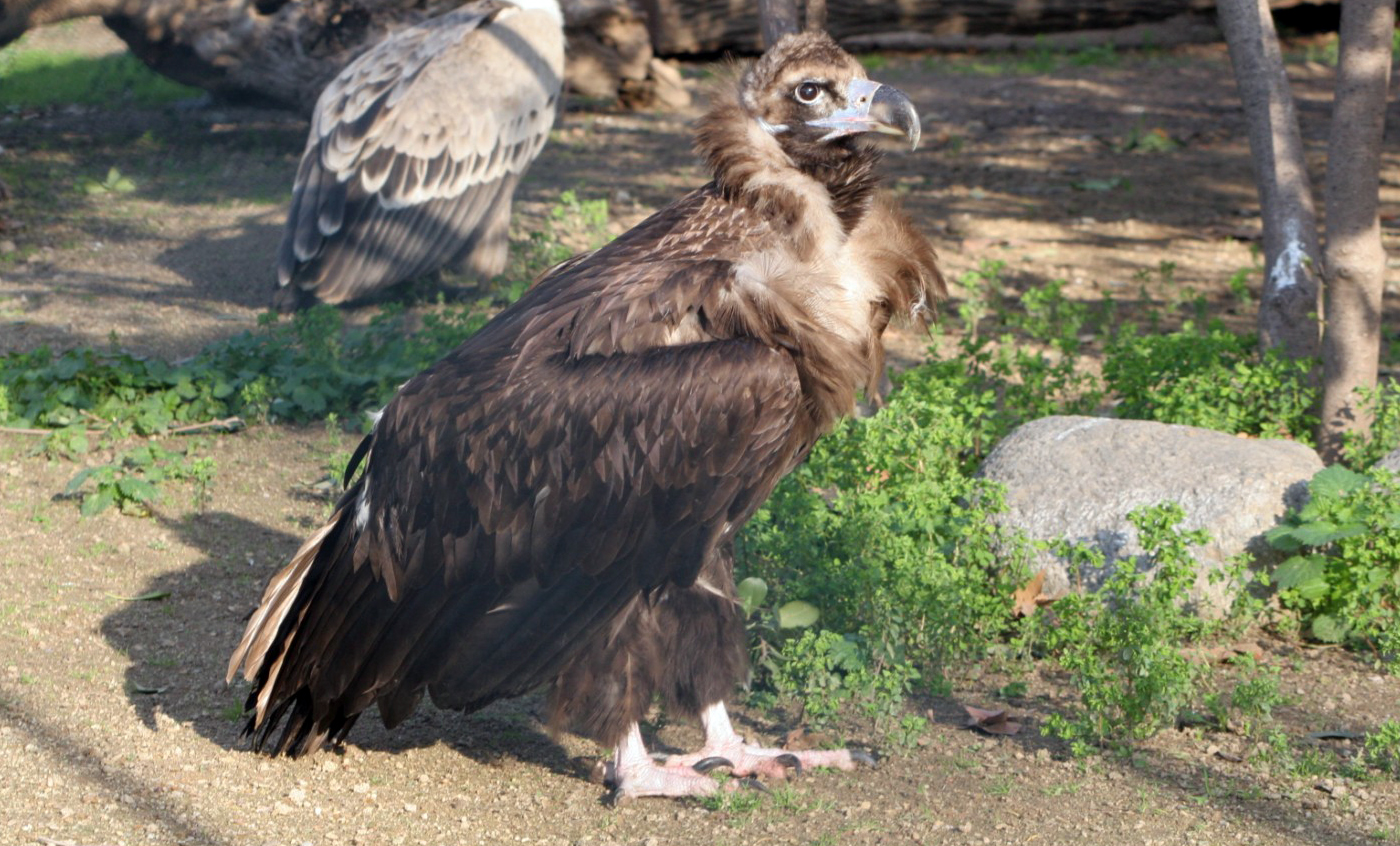 Black vulture