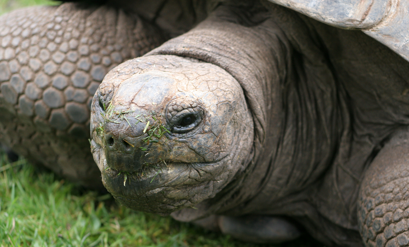 Tortuga gegant d'Aldabra