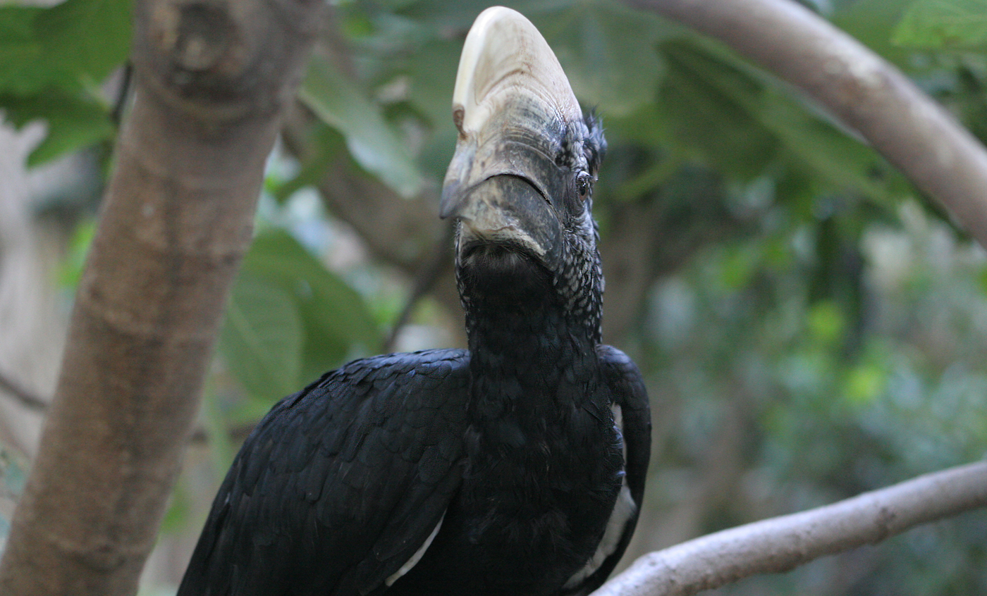 Silvery-cheeked hornbill