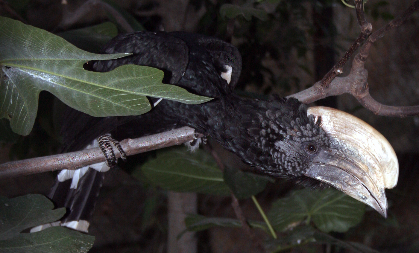 Silvery-cheeked hornbill