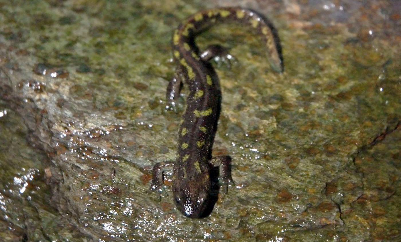 Montseny brook newt