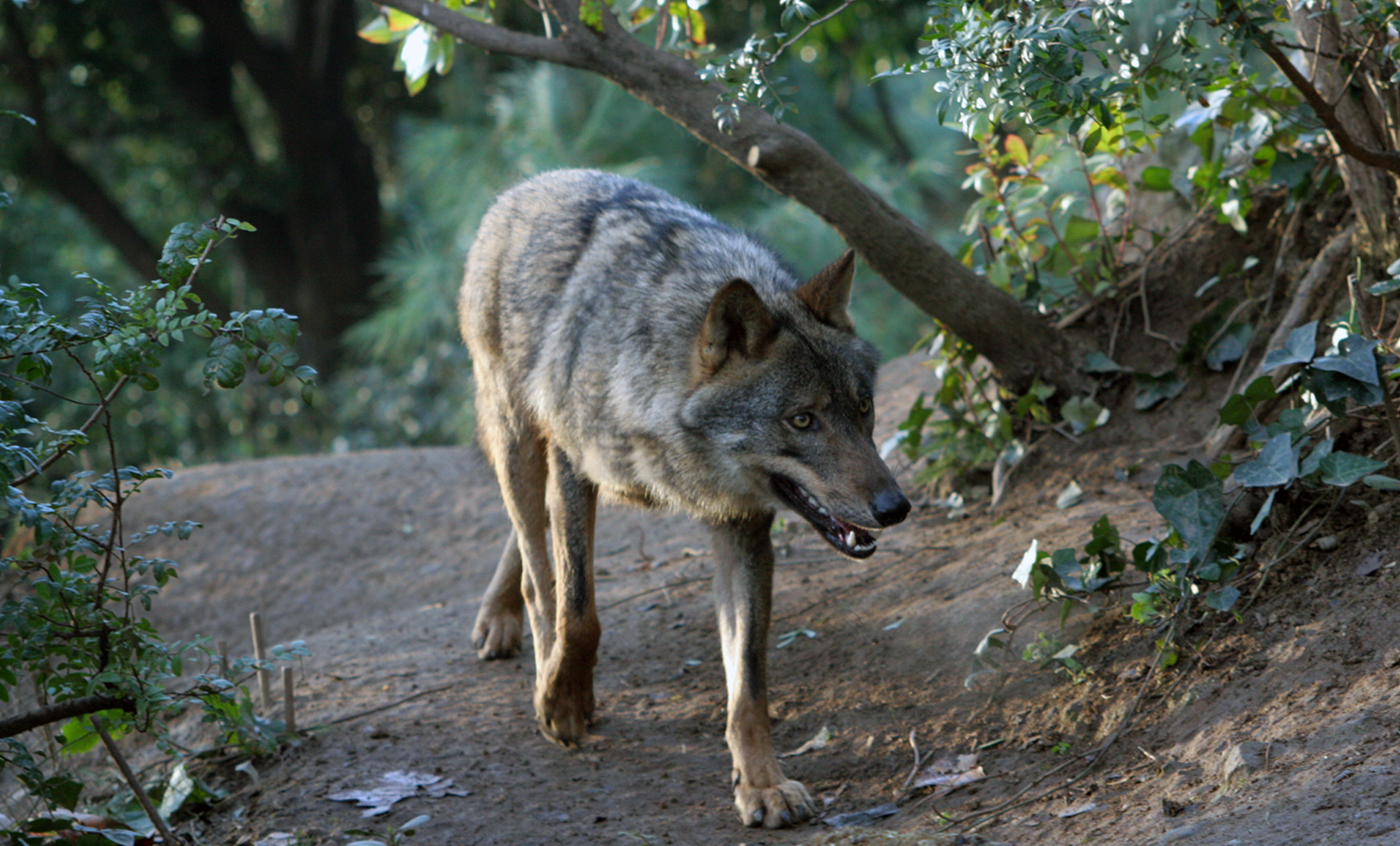 Iberian wolf - Zoo Barcelona