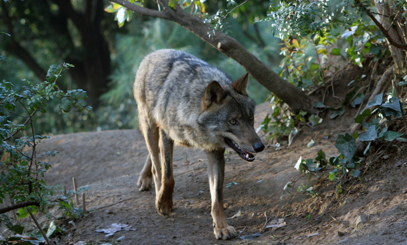 Lobo ibérico - Zoo Barcelona