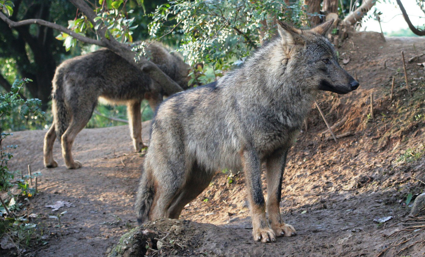 Iberian wolf - Zoo Barcelona