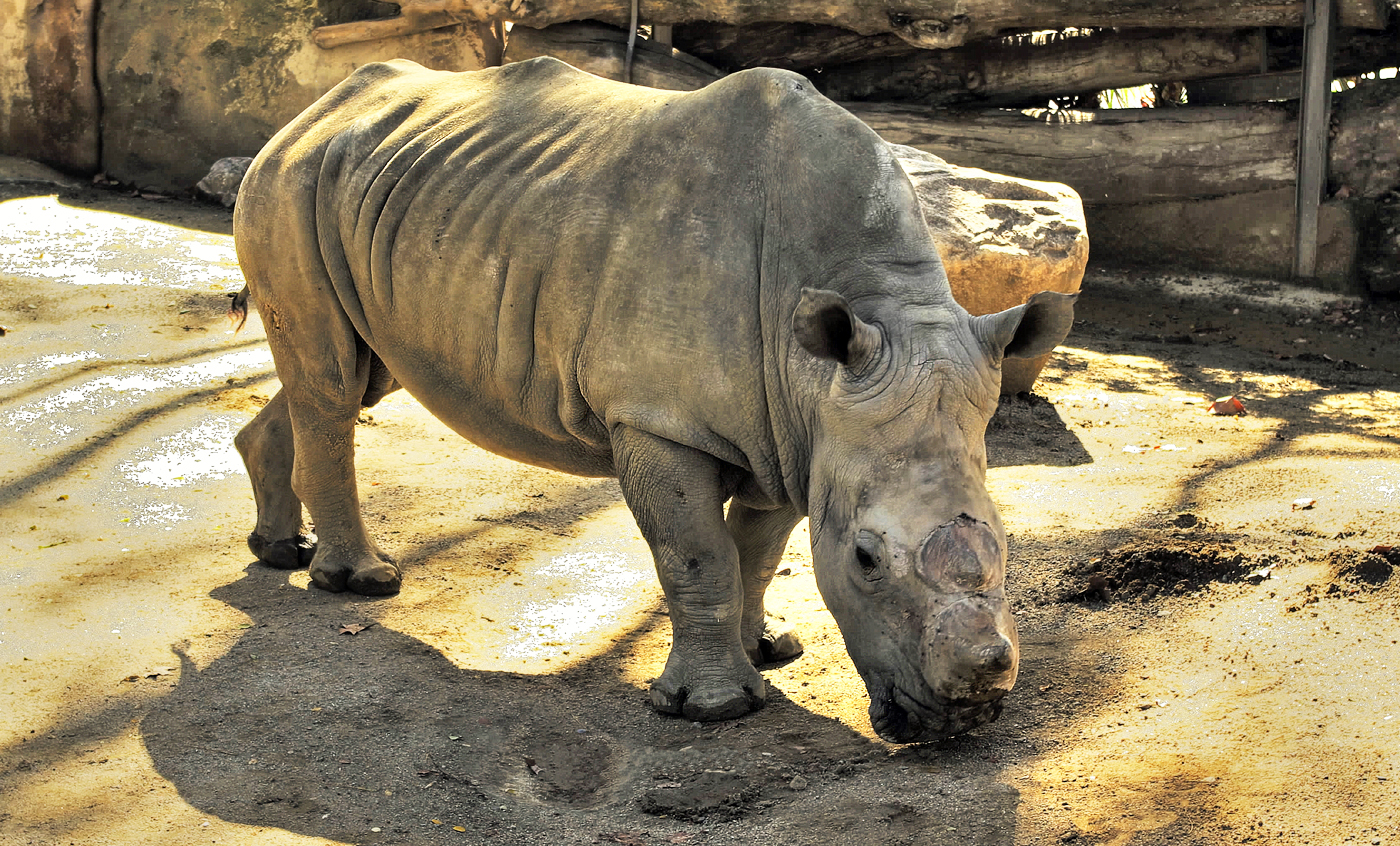 Rinoceronte blanco meridional
