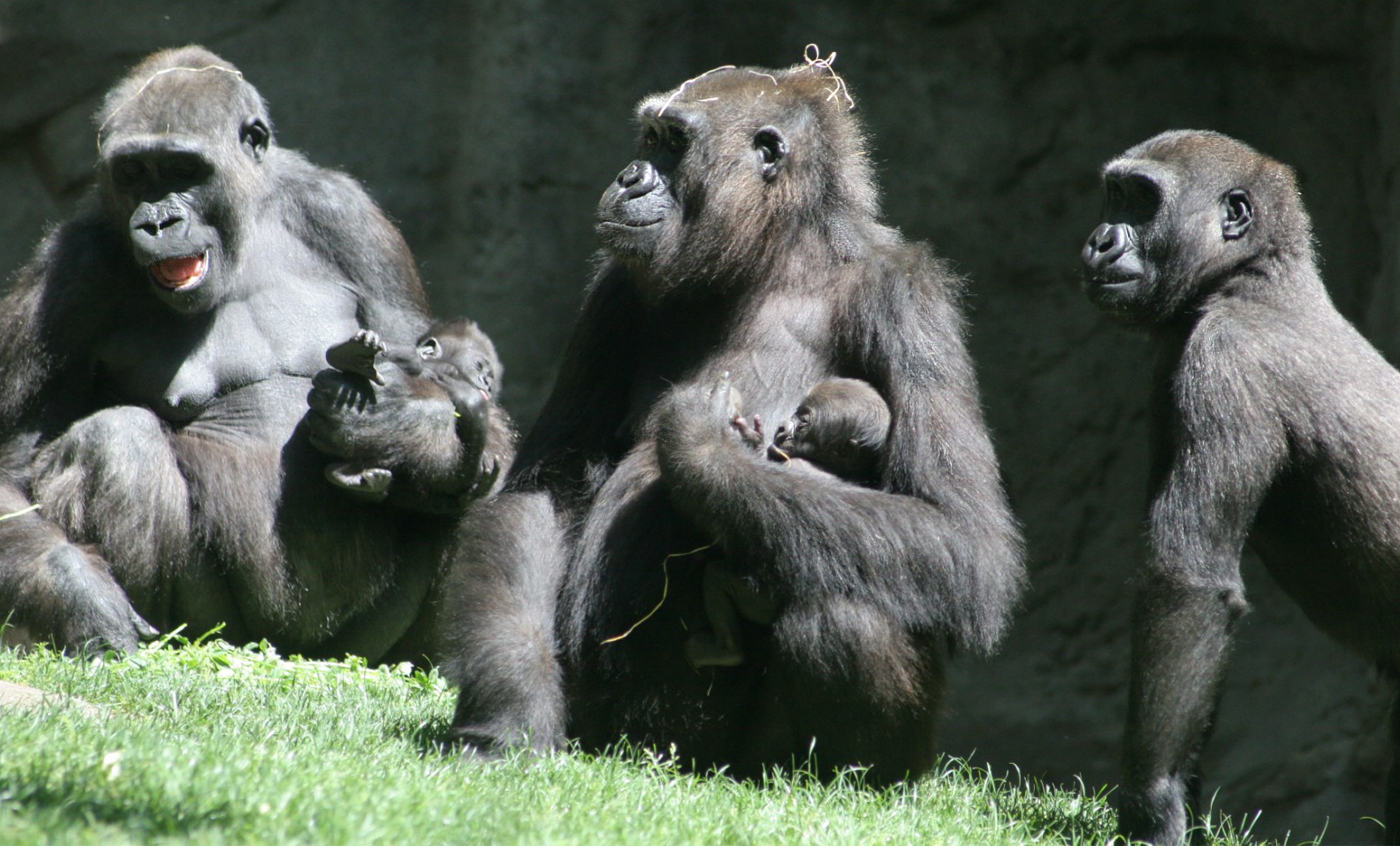 western lowland gorilla physical characteristics