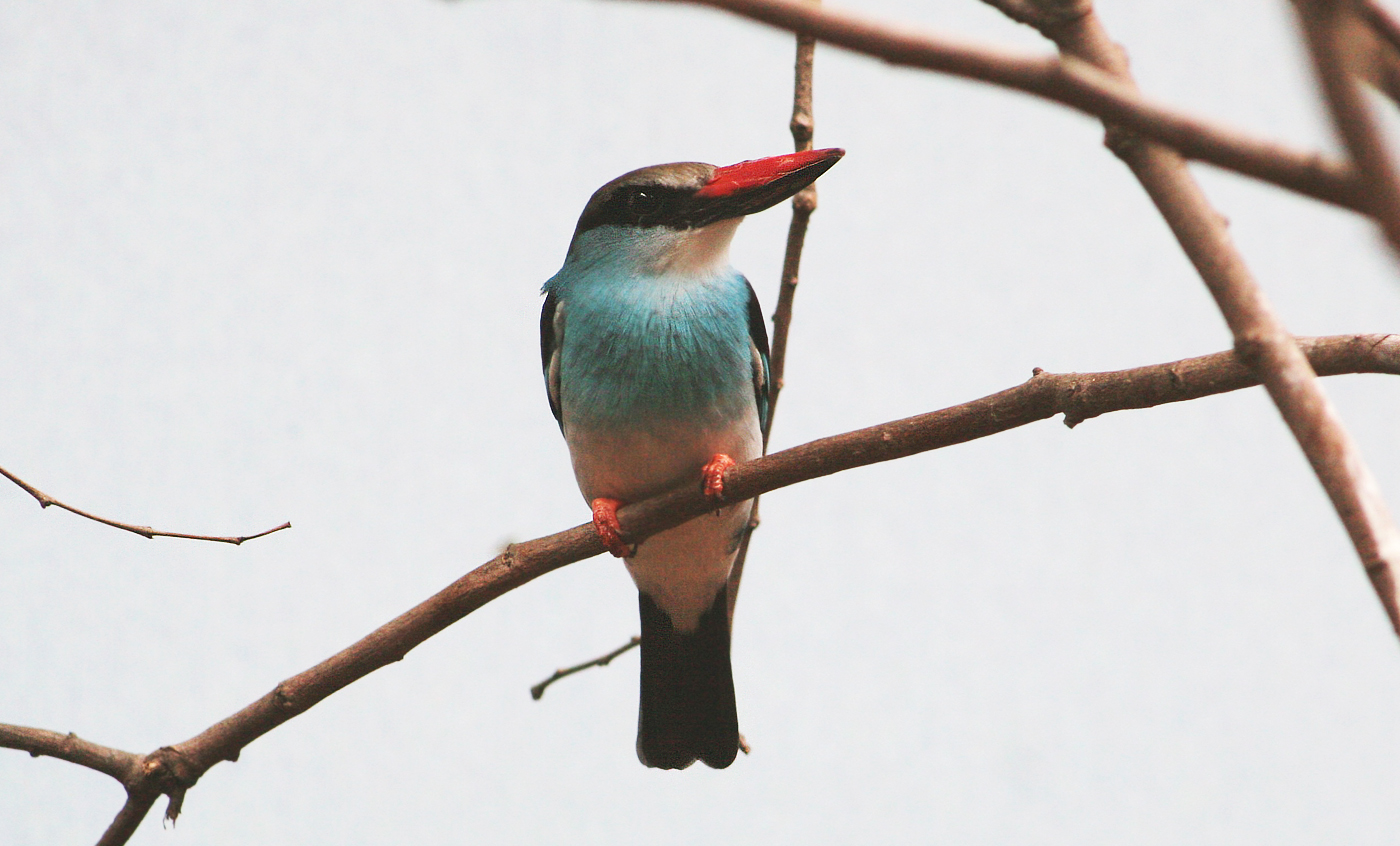 Alció de pit blau