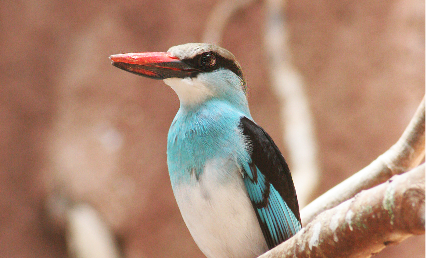 Alció de pit blau